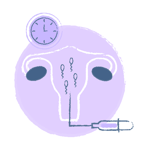 Coito Programado <br> Inseminação Intrauterina 